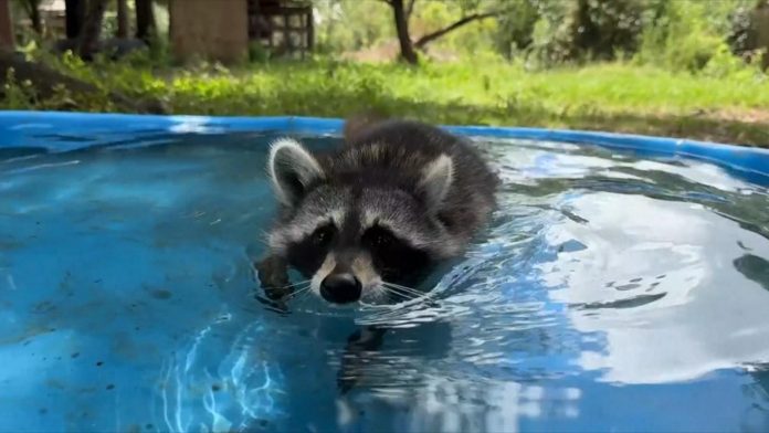 260922 gmafl raccoons hpmain 16x9 1600