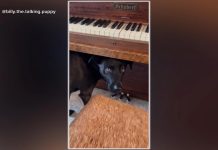 WATCH: This dog really loves live classical music 260923 gmafl dog music hpmain 16x9 1600