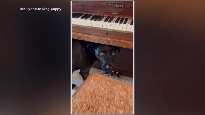 260923 gmafl dog music hpmain 16x9 1600