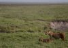 Poison suspected in deaths of ten lions in game reserve in Tanzania Lions walk in the Ngorongoro Crater in Ngorongoro Conservation Area, west of Arusha, northern Tanzania, Monday, Jan. 19, 2015.
