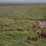 Poison suspected in deaths of ten lions in game reserve in Tanzania Lions walk in the Ngorongoro Crater in Ngorongoro Conservation Area, west of Arusha, northern Tanzania, Monday, Jan. 19, 2015.