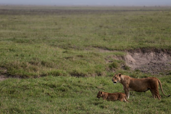 Lions walk in the Ngorongoro Crater in Ngorongoro Conservation Area, west of Arusha, northern Tanzania, Monday, Jan. 19, 2015.