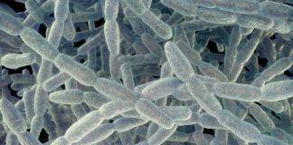 1 death, 5 cases as NYC health officials report another Legionnaires’ disease cluster Legionnaires gty er 260911 1789139696626 hpmain 16x9 1600