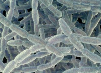 1 death, 5 cases as NYC health officials report another Legionnaires’ disease cluster Legionnaires gty er 260911 1789139696626 hpmain 16x9 1600